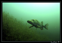 King "PIKE" in his small pond. What a great place. I just... by Daniel Strub 